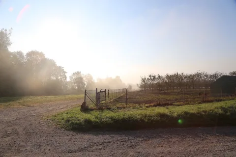Ein Feldweg im Morgenlicht