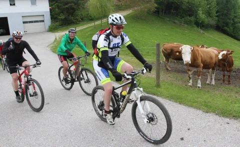 Ein Mountainbiker fährt auf einem Güterweg, dahinter eine Kuh auf der Weide