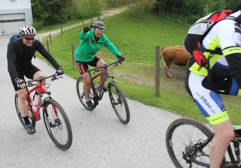 Radfahrer fahren einen Feldweg entlang, dahinter Kühe auf der Weide