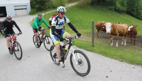 Zwei Radfahrer fahren einen Weg entlang, im Hintergrund eine Kuh