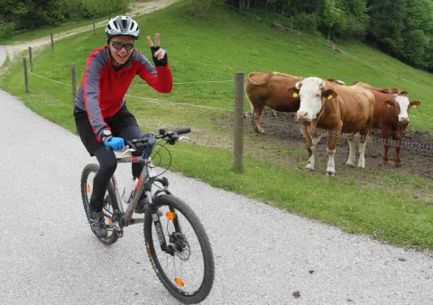 Ein Mountainbiker hebt die Hand zum Gruß, dahinter Kühe auf der Weide