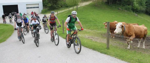 Mehrere Radfahrer fahren hintereinander einen Weg zwischen Wiesen entlang