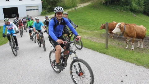 Ein Radfahrer in blauem Trikot fährt einen Weg entlang, dahinter grasende Kühe