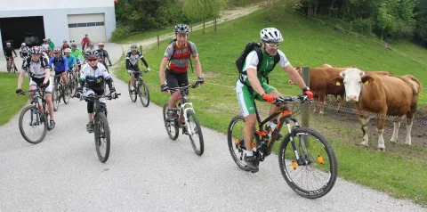 Radfahrer fahren an einer Weide vorbei, auf der Kühe stehen