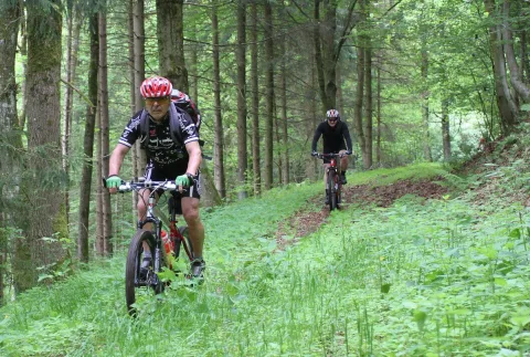 Zwei Mountainbiker fahren durch den lichten Wald mit grünem Unterwuchs
